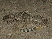 HOS039 Crotalus atrox.jpg