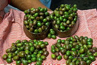 3R 00935 Ciruelita silvestre.jpg