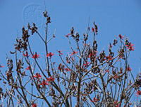 CGL0915 Erythrina americana.jpg