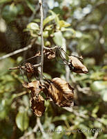 PDA0133 Pyrus communis.JPG
