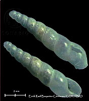 KT014 0504 Eulima auricincta.JPG