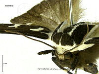 ZJJG0118 Arachnis sp..jpg