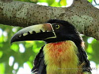 MCS123 Pteroglossus torquatus.JPG
