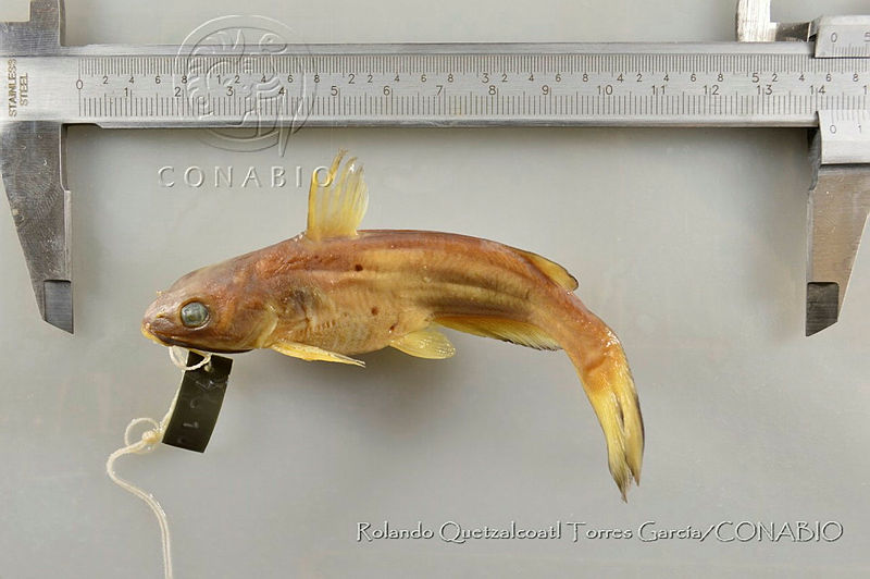 RQTG1220%20Ictalurus%20pricei.jpg.rSeqsrf1MclNcztjQA3g0JtbmFja29CbnFuZ3NAbXJ6LGtwZwA.FuxLPa9Cj7