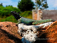 JLRH001 Sceloporus torquatus.jpg