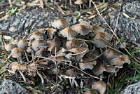 SM0519 Coprinellus micaceus.jpg