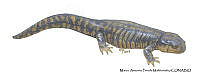 MAPM1320 Ambystoma subsalsum_adulto.jpg