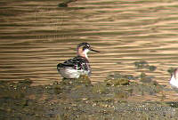 MGaves 873 Phalaropus lobatus.jpg