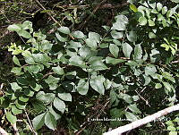 EMMS0027 Attilaea abalak.jpg