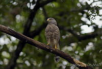 JHC0021 Buteo magnirostris.jpg