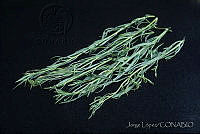 JL0009 Porophyllum tagetoides.jpg