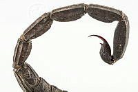 MASM07684 Centruroides gracilis.jpg