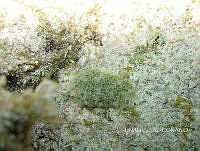 NE018 0693 Elysia crispata.jpg