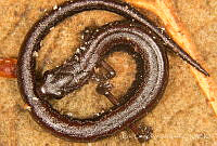ECA0326 Thorius sp..jpg
