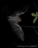 ELC0092 Artibeus jamaicensis.jpg