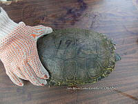 NE017 370 Trachemys venusta.jpg