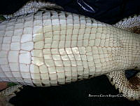 TE001 0006 Crocodylus acutus.jpg