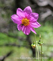 JJBC0153 Dahlia pinnata.JPG