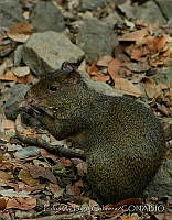 ELC0080 Dasyprocta punctata.jpg