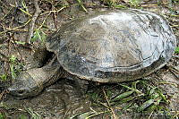 VHL0166 Dermatemys mawii.jpg