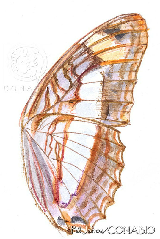 PJ0613%20Adelpha%20naxia%20ssp.%20naxia.jpg.qyfOlO 0MS1XtythQA3g0JtbmFja29CbnFuZ3NAbXJ6LGtwZwA.35SVx4am1Y