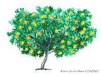 RAA0119 Senna multiglandulosa.jpg