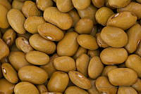 IMDOC2025 Phaseolus vulgaris.jpg