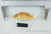 SGQ1432 Lutjanus novemfasciatus.jpg