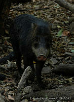ELC0113 Tayassu pecari.jpg