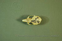 VMS-CD0134 Reithrodontomys fulvescens.JPG