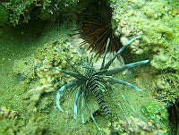 JAJ0956 Pterois volitans.jpg
