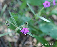 JJBC0366 Mirabilis glabrifolia.JPG