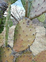 RG016 0496 Opuntia excelsa.jpg