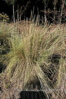 SG002 0011 Muhlenbergia sp..jpg