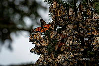 IDG1851 Danaus plexippus.jpg