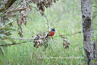 LEMH081 Passerina ciris.JPG