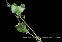 Atleq 0048 Cucurbita ficifolia.jpg