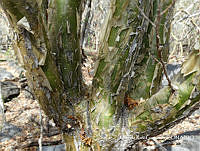 MRG-2018-704 Bursera fagaroides (MEGA-27feb18-e).JPG