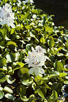 029 Eichhornia crassipes.jpg