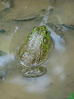 CGL1361 Lithobates catesbeianus.jpg