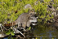 CNS1300 Procyon pygmaeus.jpg