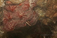 IDG1730 Perciformes.jpg