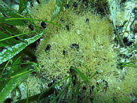 BDP0143 Amphiroa rigida.jpg