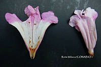 ME010 KV 00656 Tanaecium pyramidatum (Rich.) L.G. Lohmann, 2008 _.JPG