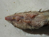 AMVDH 0002 Reithrodontomys fulvescens.JPG