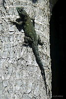 VHL0510 Sceloporus asper.jpg