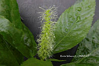 ME010 KV 01139 Acalypha L., 1753.JPG