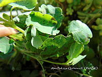 ZG007 0122 Porophyllum ruderale.jpg