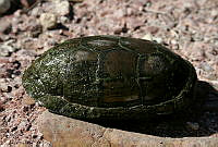 JCHM0055 Kinosternon integrum.jpg