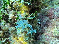 EDISyBDP002 Dictyota sp..jpg